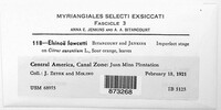 Elsinoe fawcettii image
